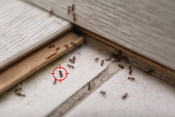 Best Commercial Pest Control Services  in North Shore, VA